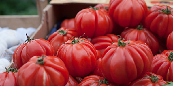 Improvement innovation of agro-food micro and small-medium enterprises Tomatoes