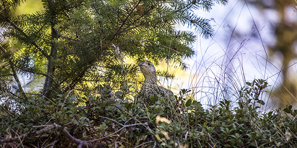 Bird in low Adriatic Basin 