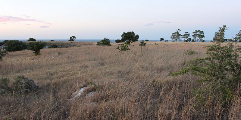 Discovering habitats and species preserved by the project LASPEH: the pseudo-steppe Countryside