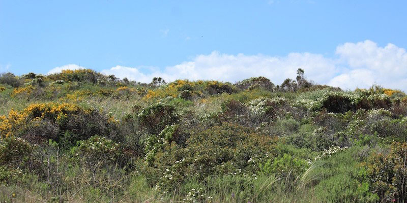 Awareness campaign on Pseudo-steppe at Park of Coastal Dunes landscape