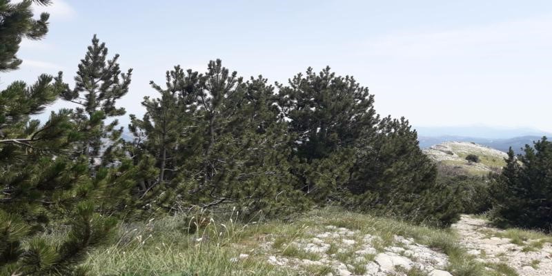 the Bosnian Pine in the National Parks of Montenegro Bosnian pine