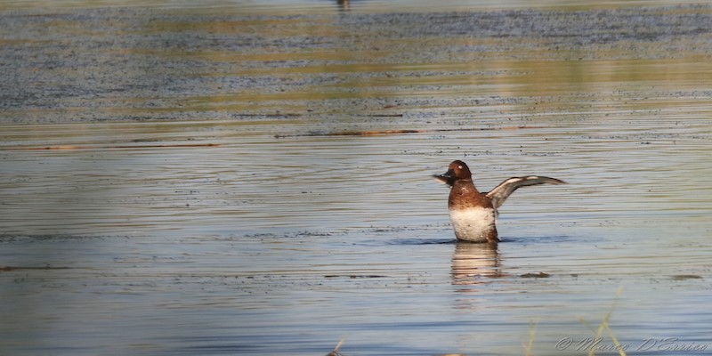 Natural Park of Ugento Ferruginous Duck
