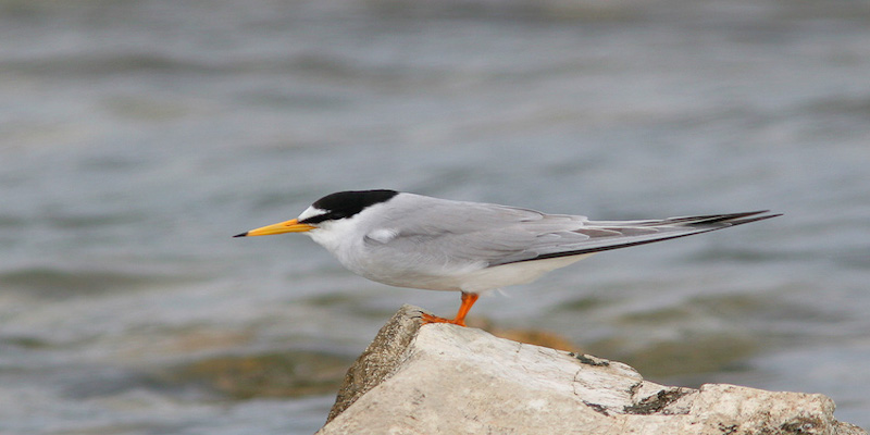Little Tern spotted in the Natural Reserves of the Eastern Coast of Taranto Little Tern