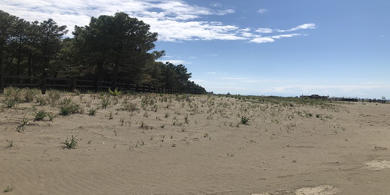 WELCOME promotes protection and revitalization of sand dunes sand dunes