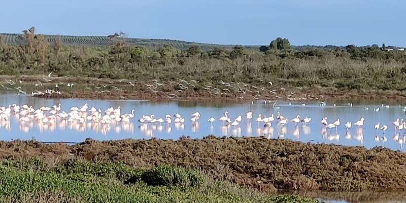 start of pilot actions in Puglia Palude del Conte protected area.