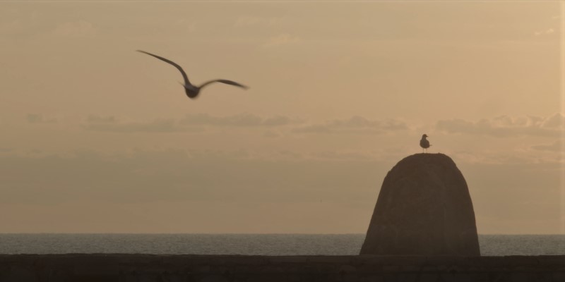 Final Conference on 27 April 2021 seagulls