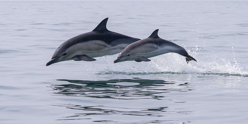 Biodiversity and Tourism Strategy to protect cetaceans dolphins