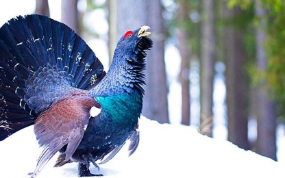 Discovering habitats and species preserved by the LASPEH project grouse