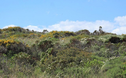 Awareness campaign on Pseudo-steppe at Park of Coastal Dunes landscape