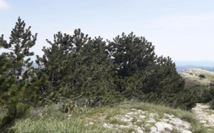 the Bosnian Pine in the National Parks of Montenegro Bosnian pine