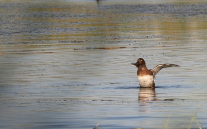 Natural Park of Ugento Ferruginous Duck