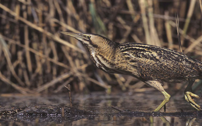 Discovering nature of Salina dei Monaci during LASPEH Infoday Bird