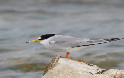 Little Tern spotted in the Natural Reserves of the Eastern Coast of Taranto Little Tern