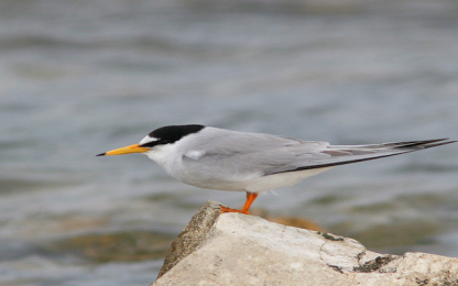 Little Tern