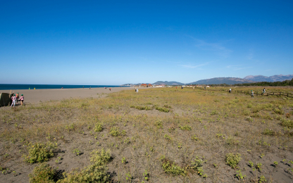 lawn with sand dunes