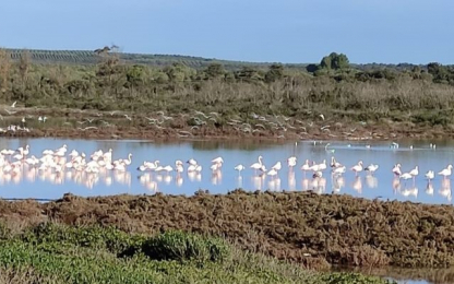 start of pilot actions in Puglia Palude del Conte protected area.