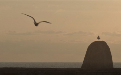 Final Conference on 27 April 2021 seagulls